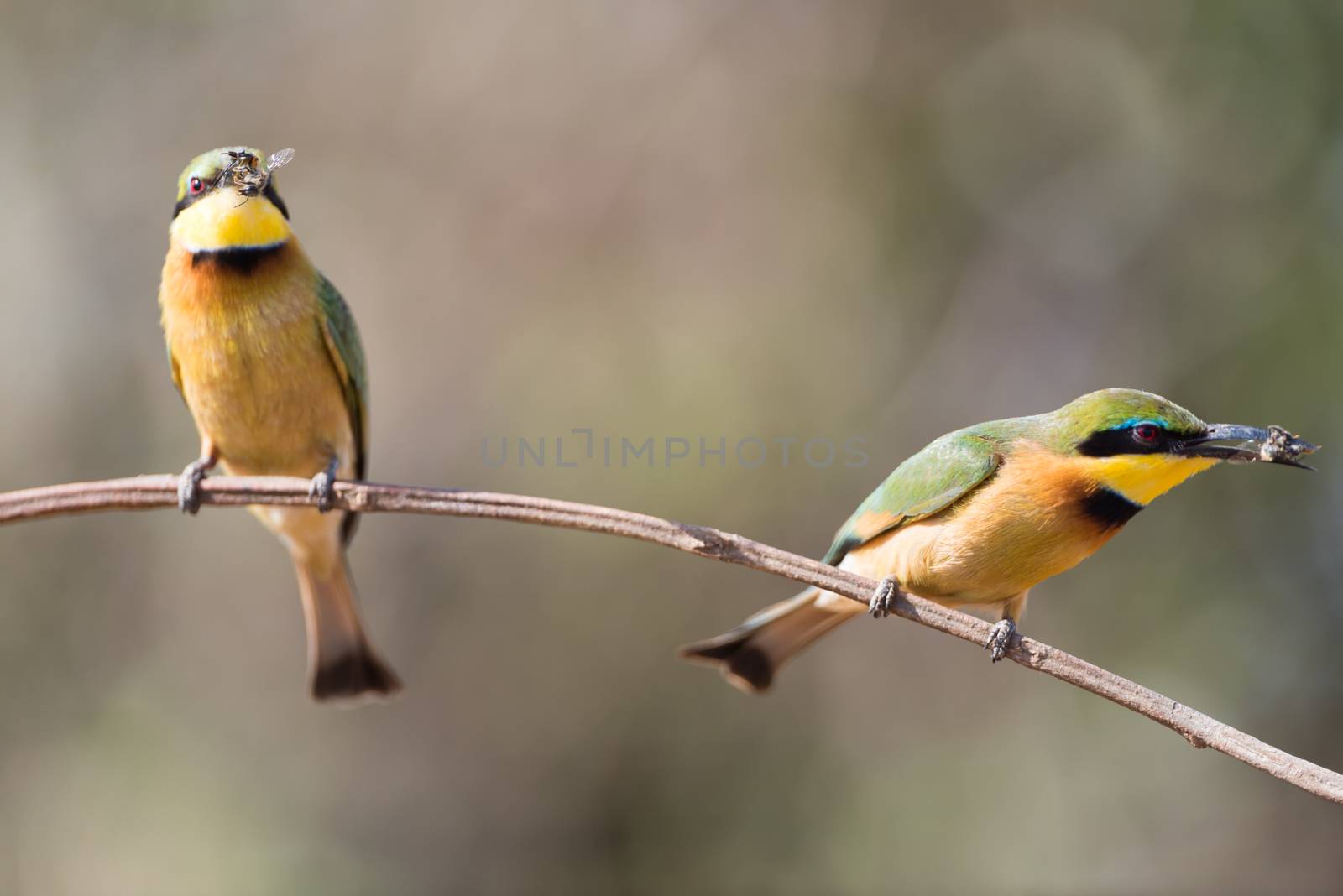 Two Bee eater bird perched on a branch, european bee eater