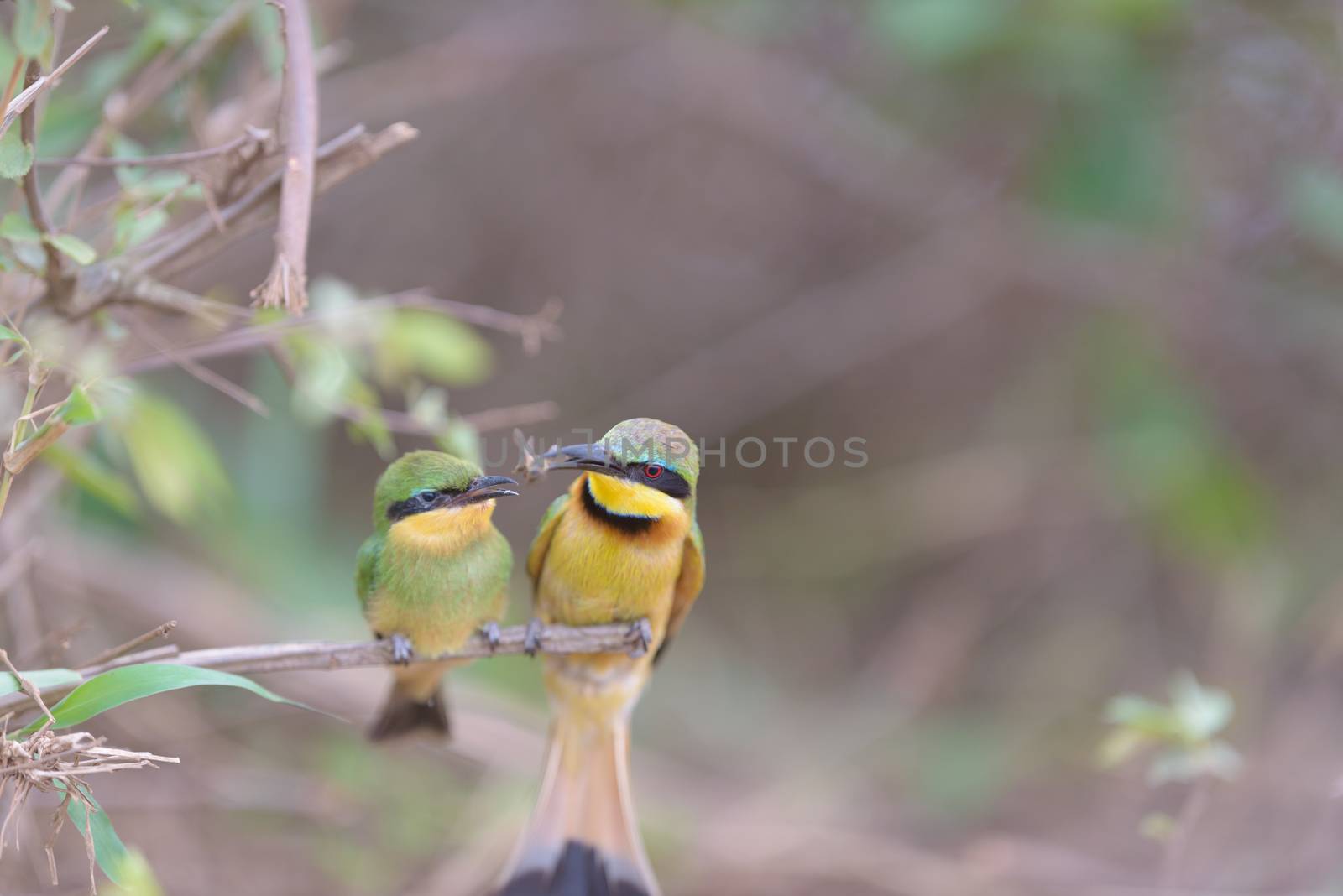 Bee eater bird mom and bee eater chick by ozkanzozmen