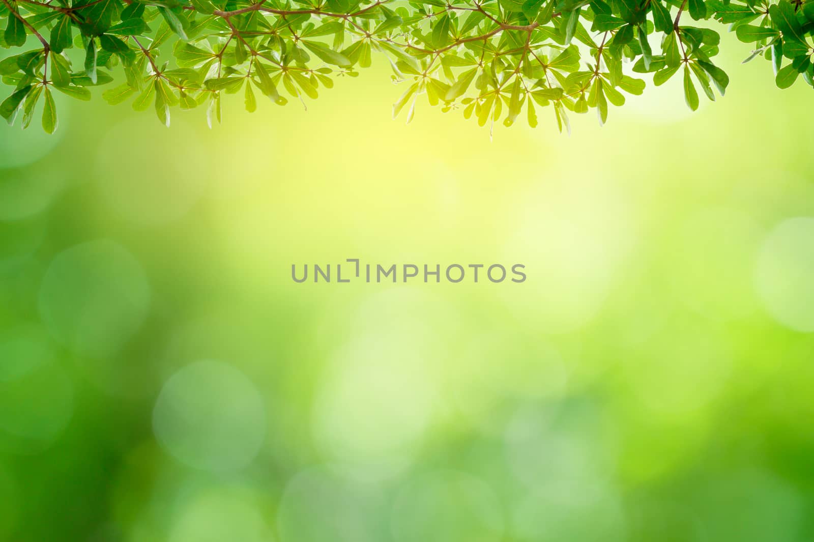 Leaf background bokeh blur green background