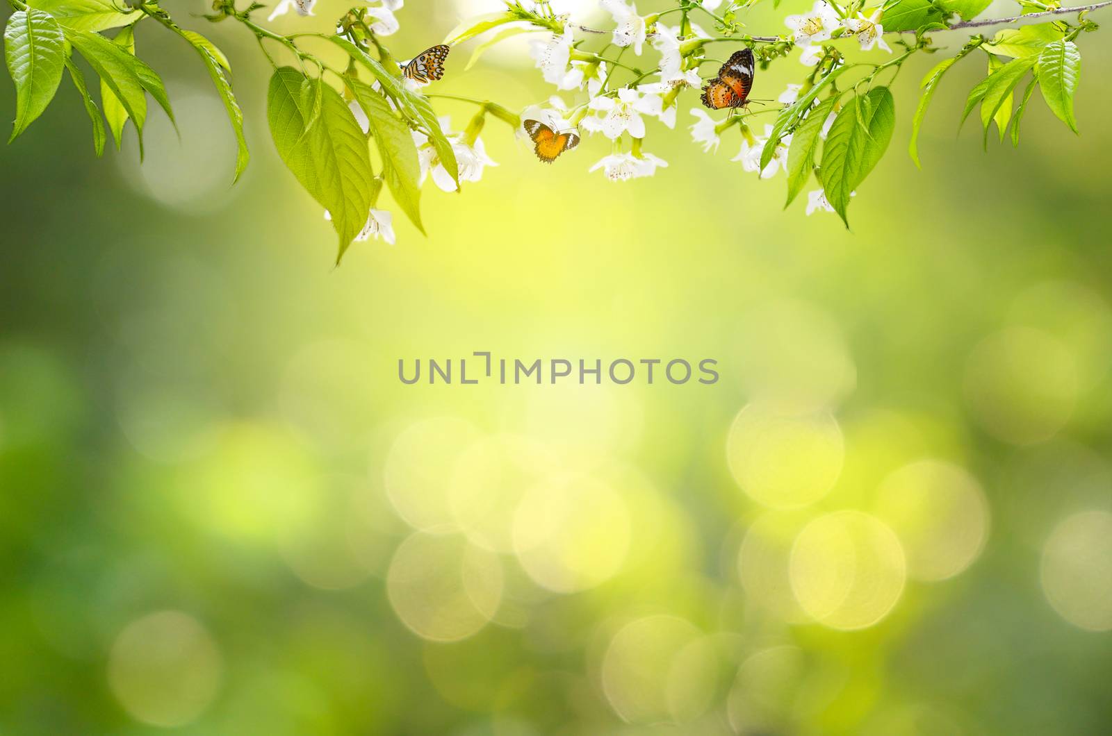 flower Leaf background bokeh blur green background