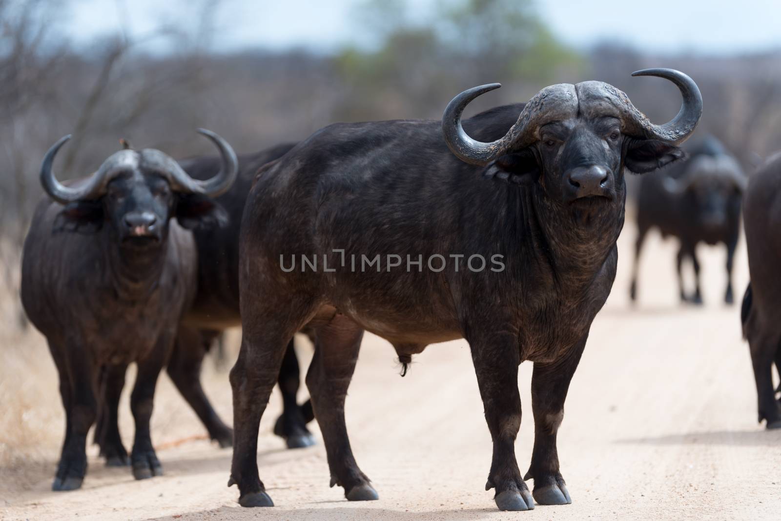Cape buffalo portrait by ozkanzozmen
