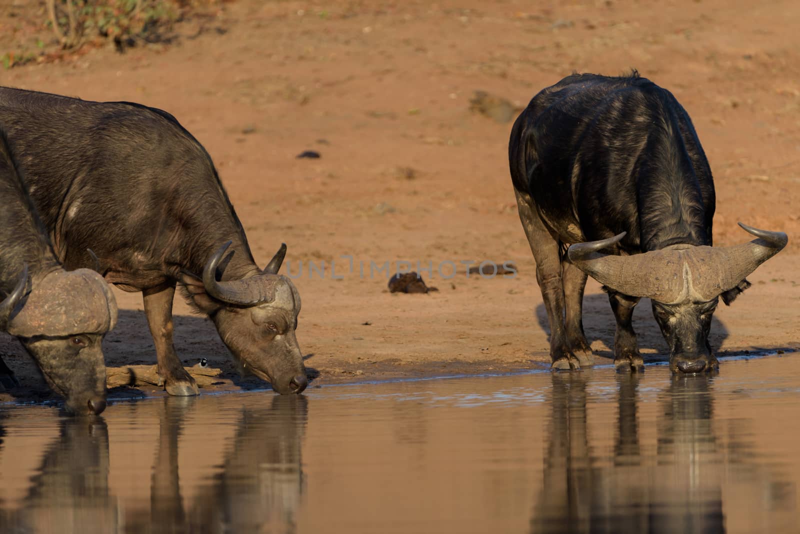 Cape buffalo herd by ozkanzozmen