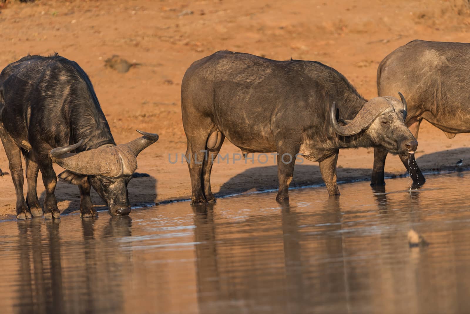 Herd of Cape buffalo also known as African buffalo in the wilderness