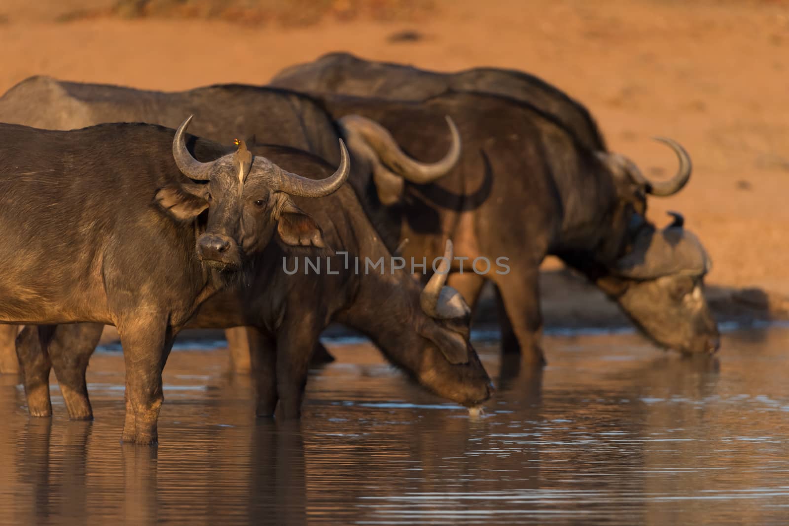 Herd of Cape buffalo also known as African buffalo in the wilderness