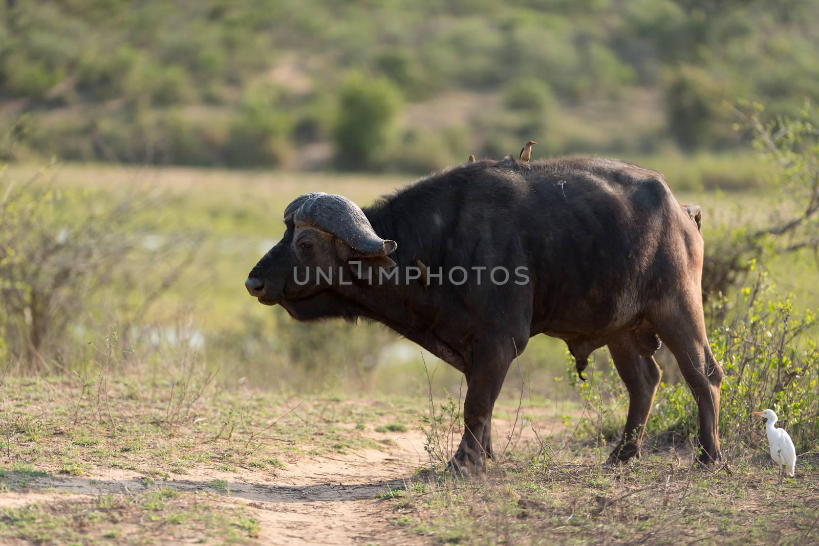 Cape buffalo portrait by ozkanzozmen