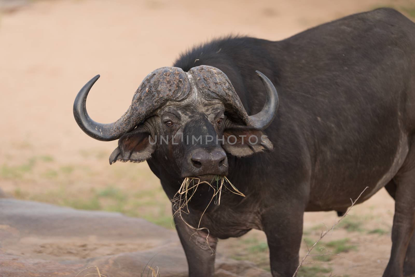 Cape buffalo also known as African buffalo in the wilderness