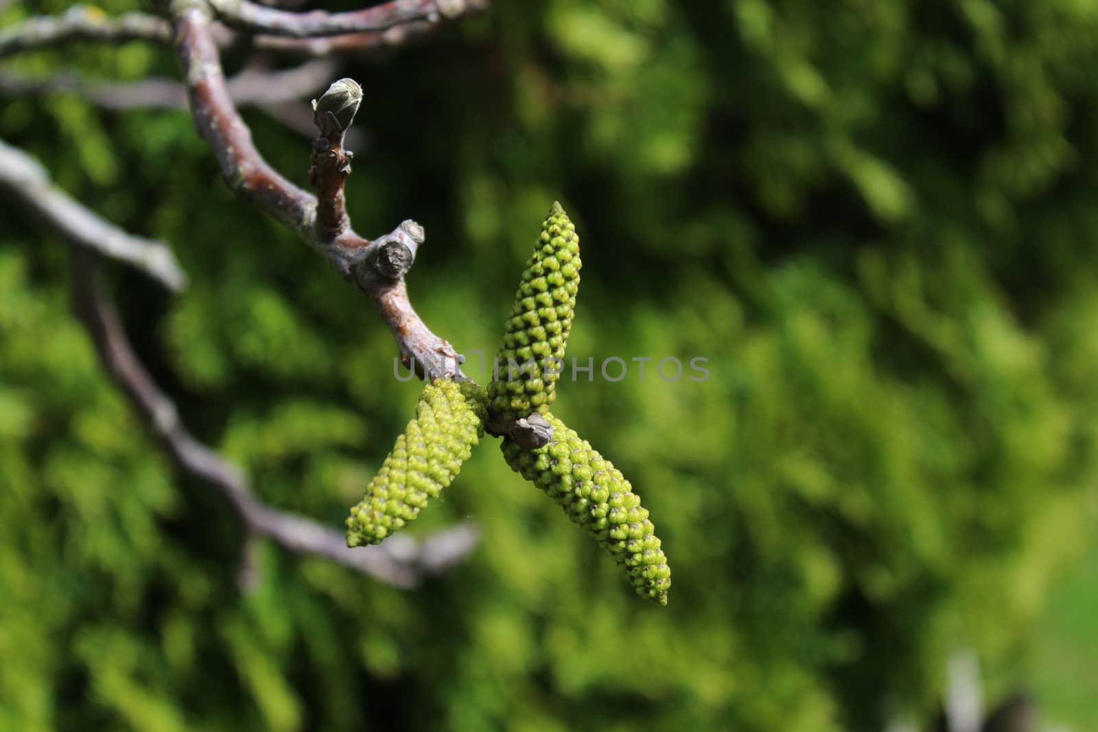 The picture shows male blossoms on a walnut tree