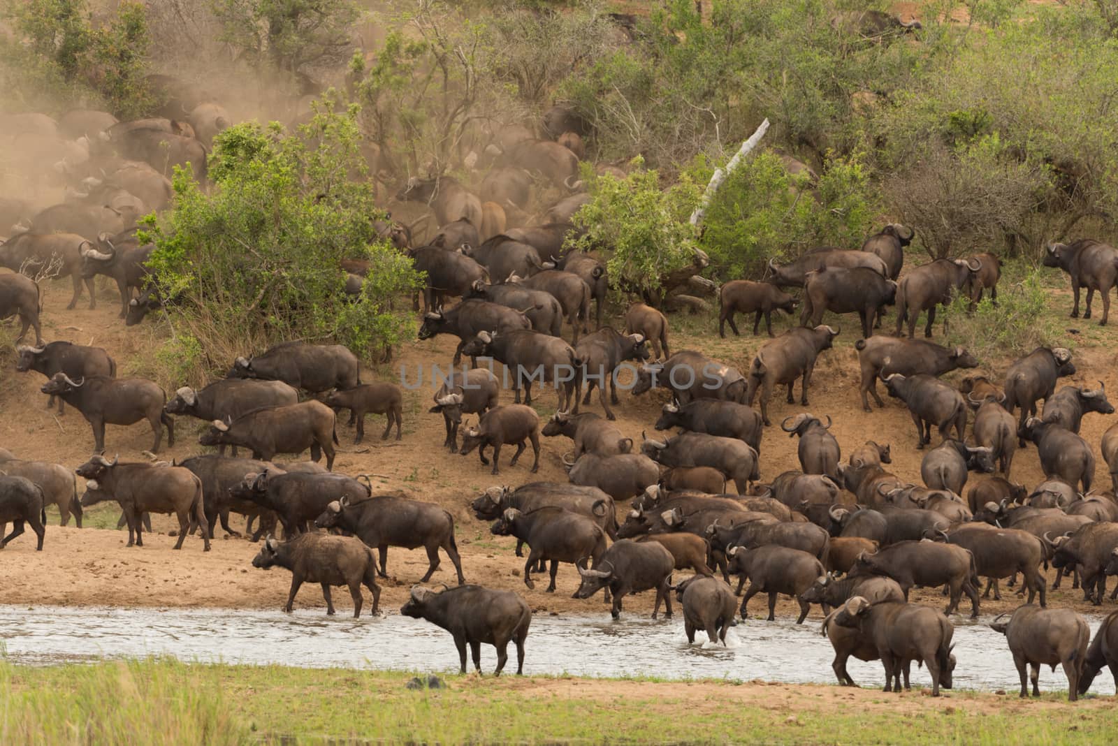 Cape buffalo herd by ozkanzozmen