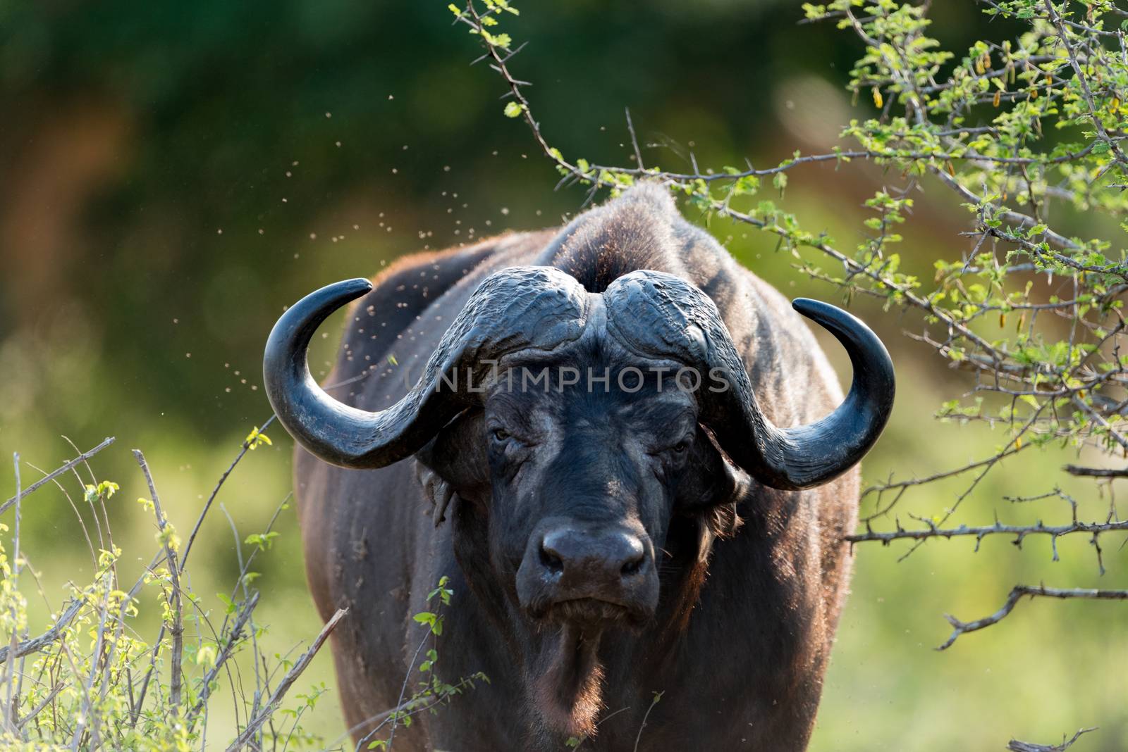 Cape buffalo also known as African buffalo in the wilderness