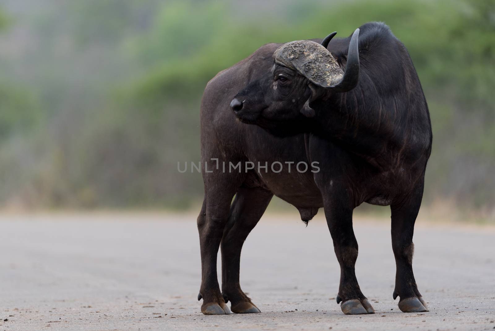 Cape buffalo also known as African buffalo in the wilderness