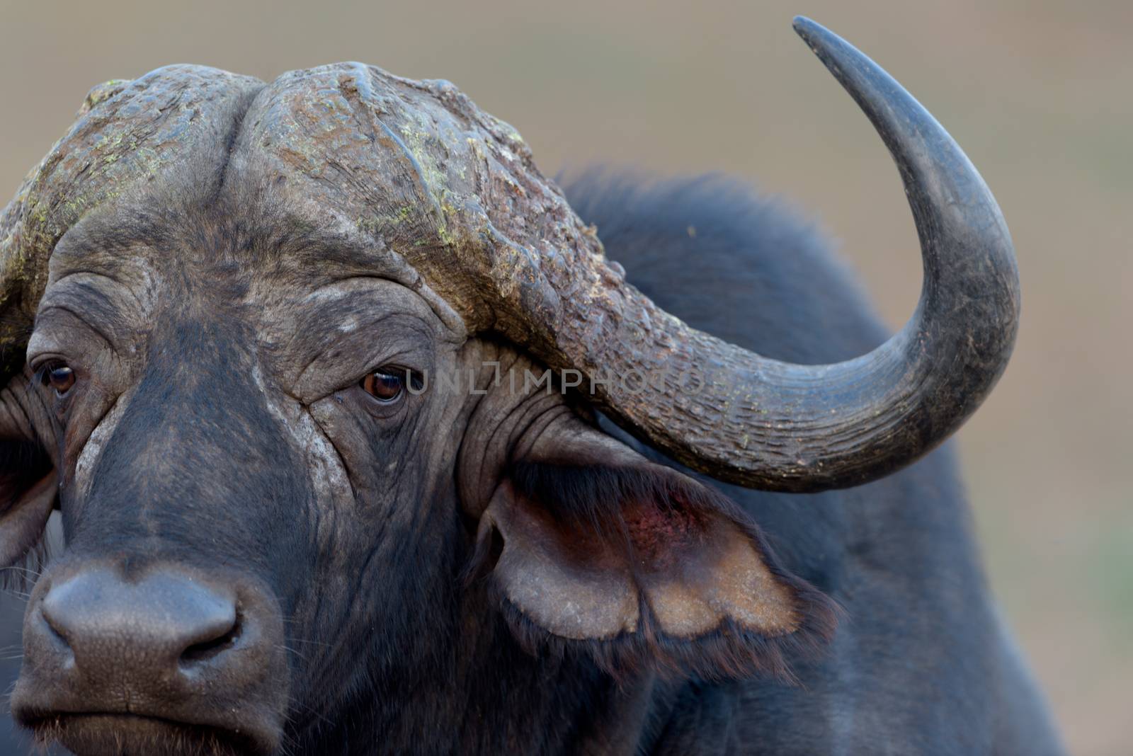 Cape buffalo also known as African buffalo in the wilderness