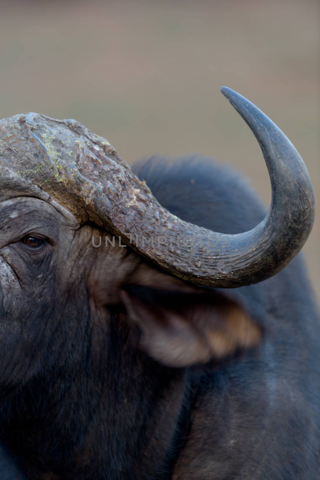 Cape buffalo also known as African buffalo in the wilderness