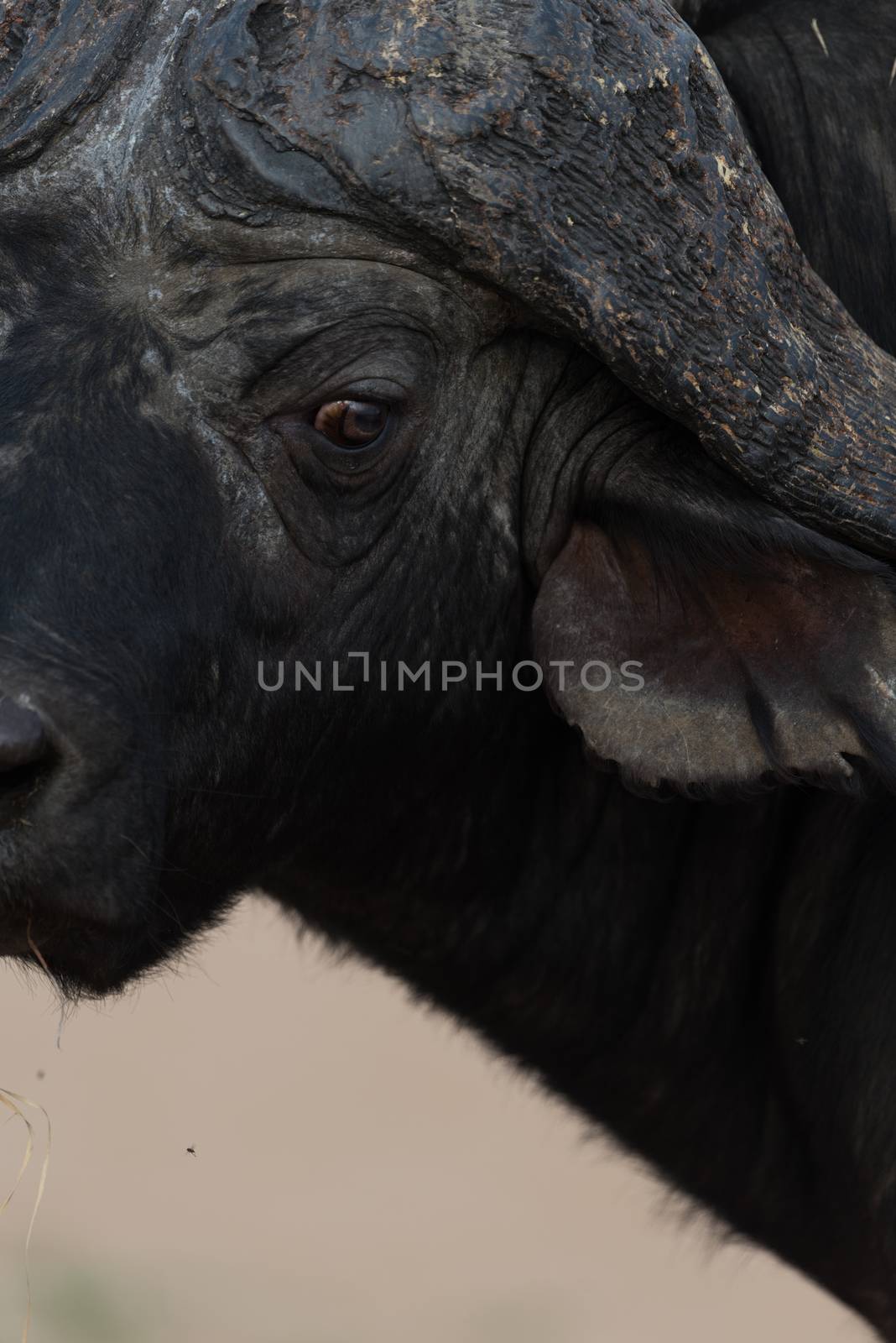 Cape buffalo also known as African buffalo in the wilderness