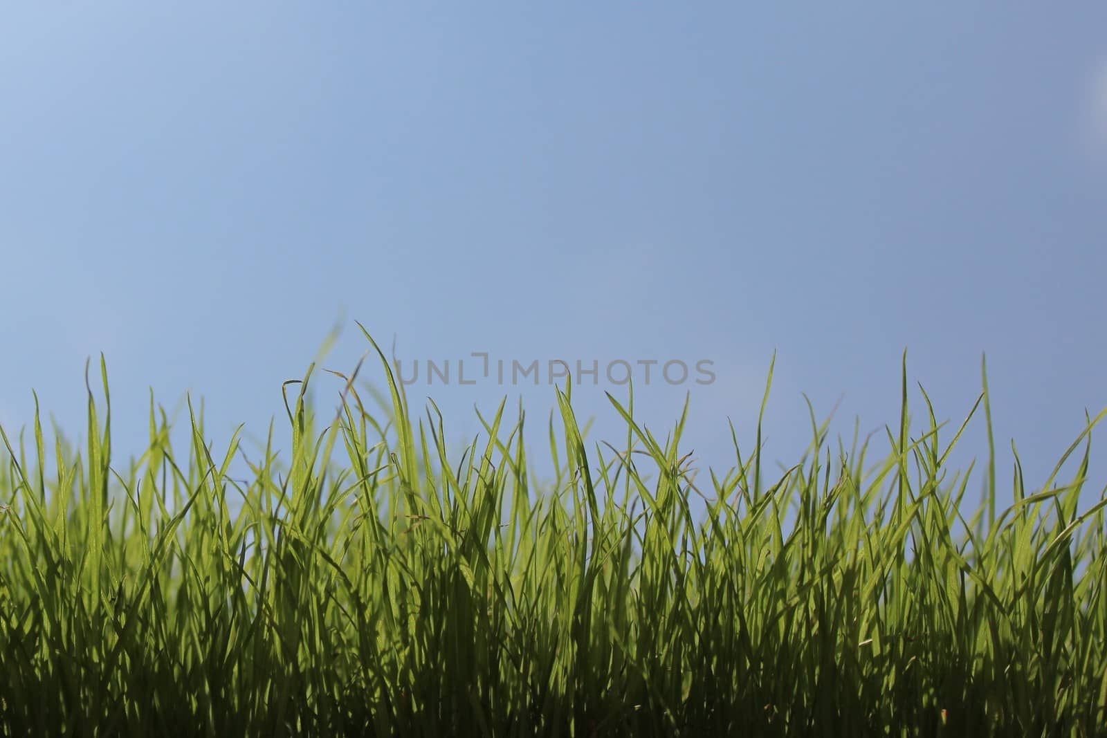 The picture shows grass in front of the green cloudless sky