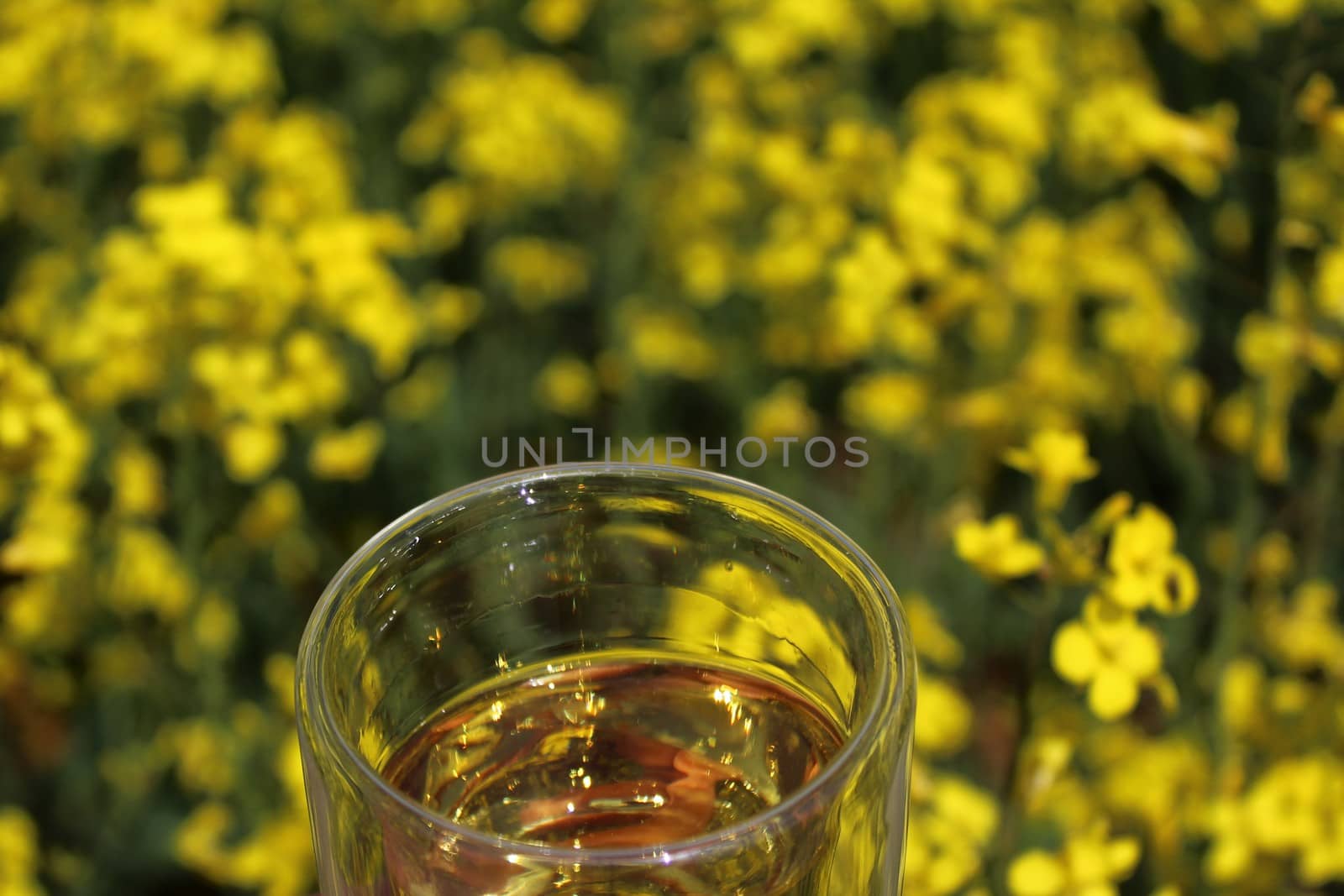 The picture shows rape oil and blossoming rape