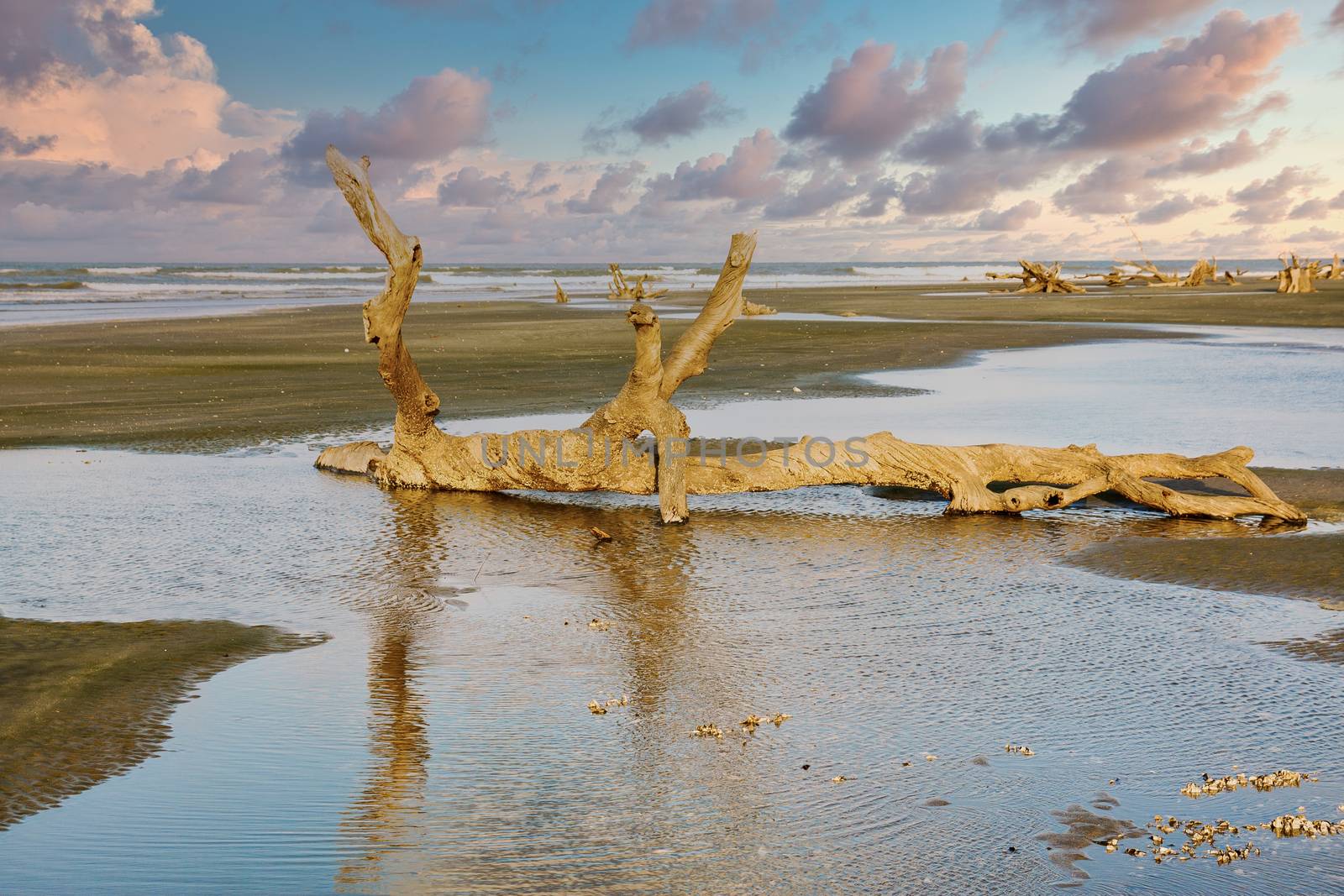 Driftwood on Beach in Late Day Sky by dbvirago