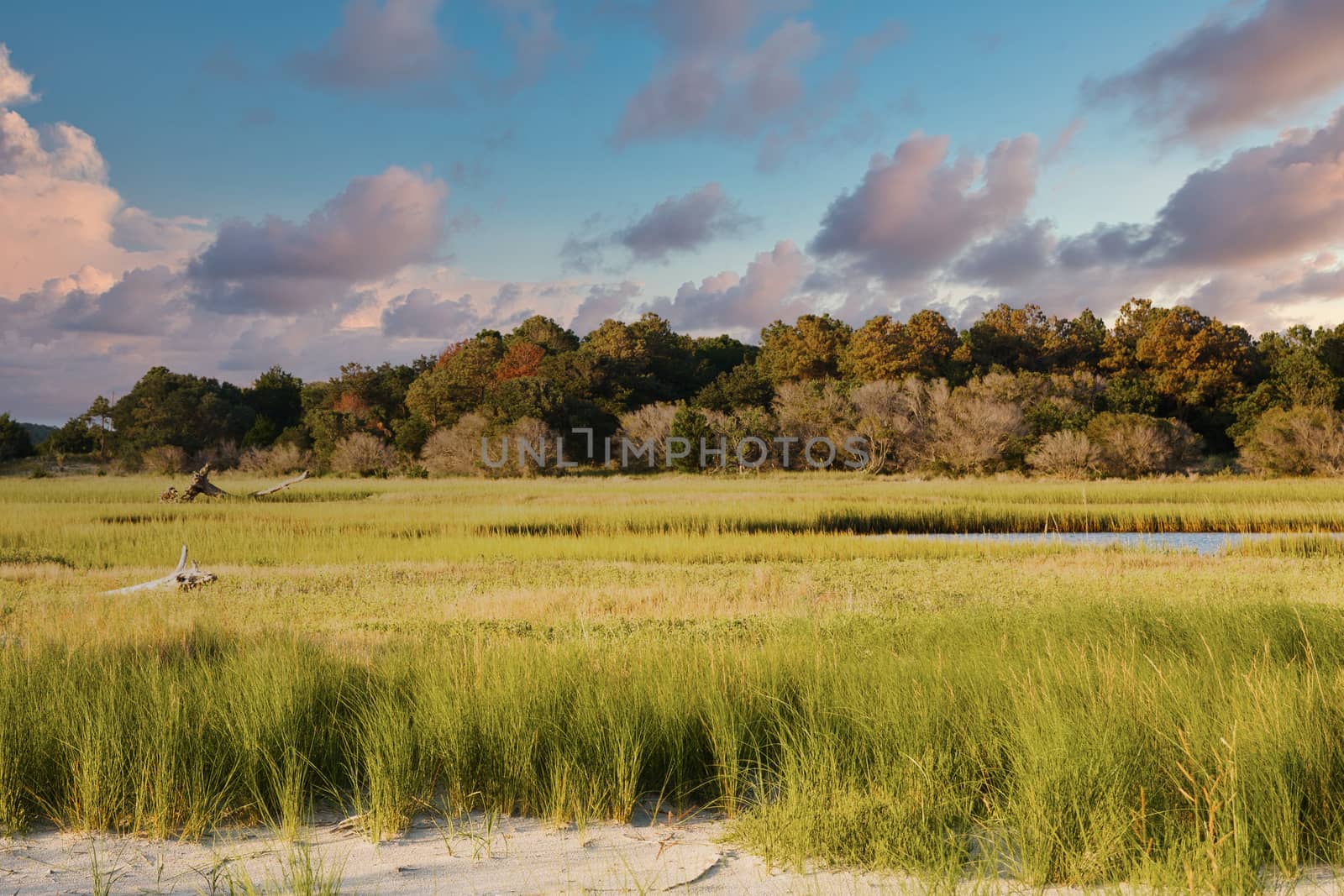 Green grasses in a saltwater marsh by the beach