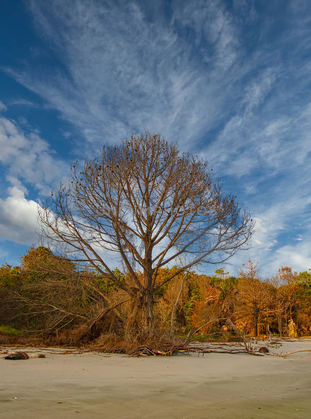 Lone Bare Tree on Edge of Beach by dbvirago