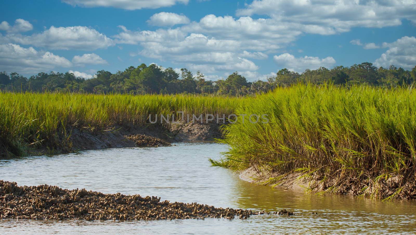 An oyster bed on a channel near a salt water wetland marsh