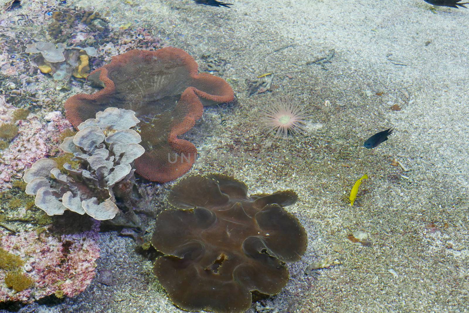 seawater aquarium, colorful marine fauna.