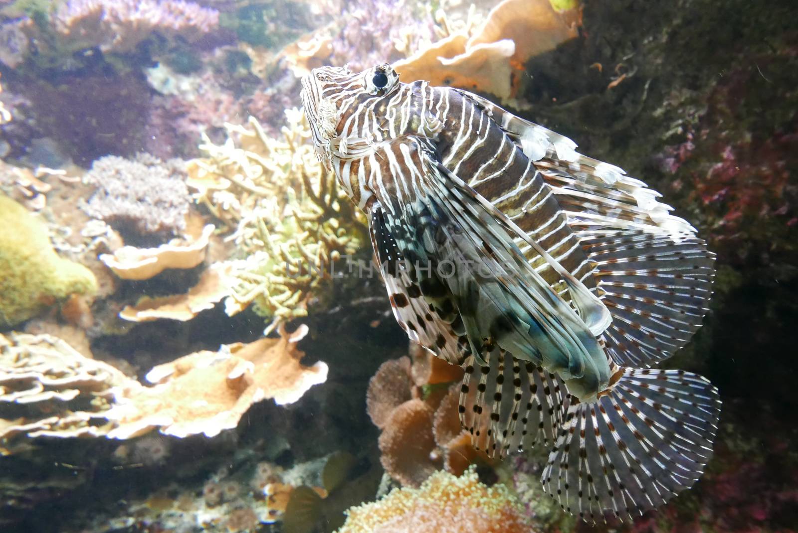 seawater aquarium, colorful marine fauna.