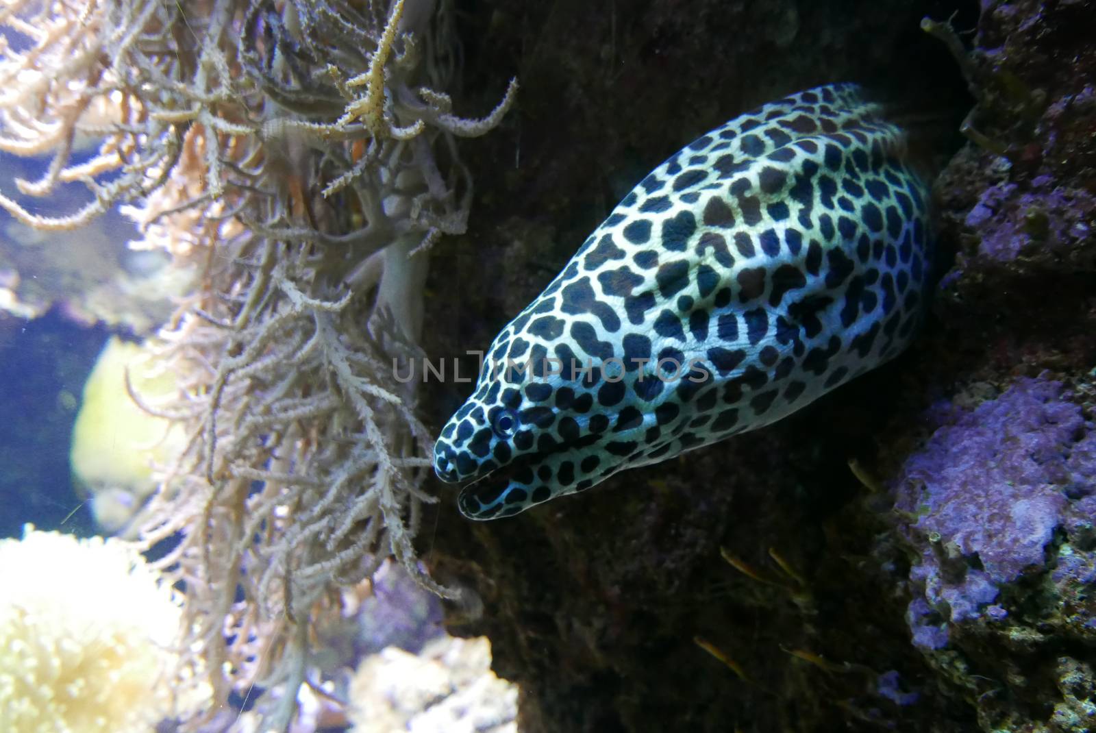 seawater aquarium, colorful marine fauna.