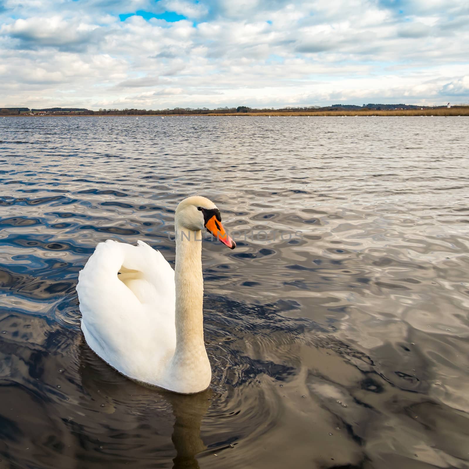 Natural world heritage site Federsee by mindscapephotos