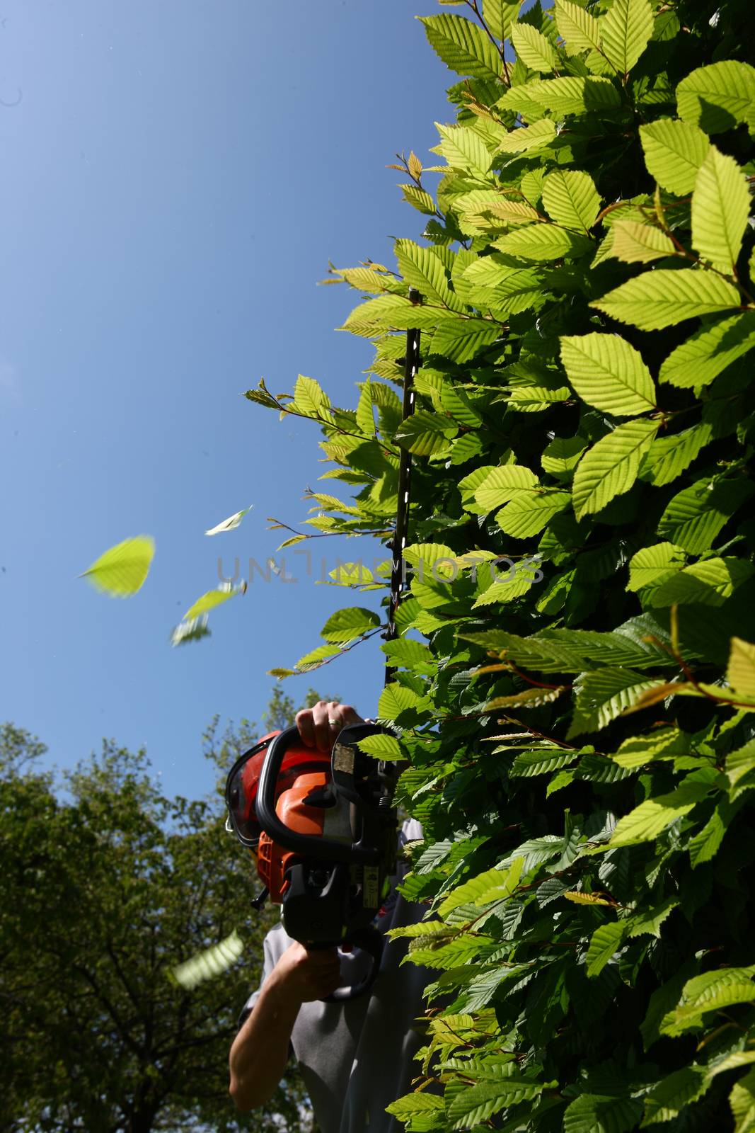workman with helmet cutting a hedge with power tool. with flying leafs
