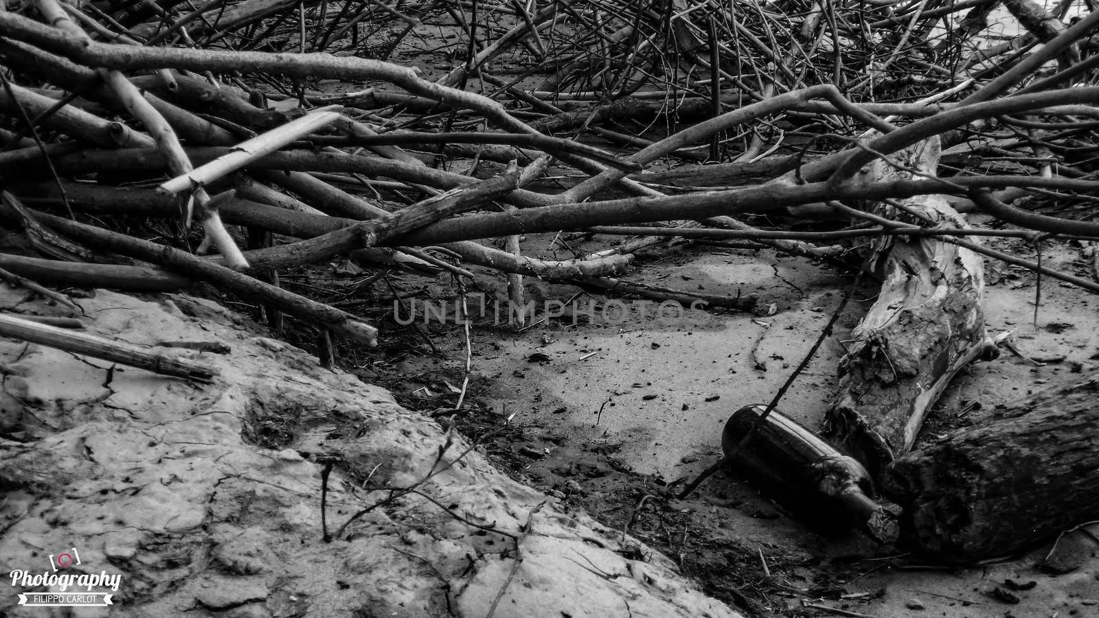 Wood branches on the river bank, image in black and white
