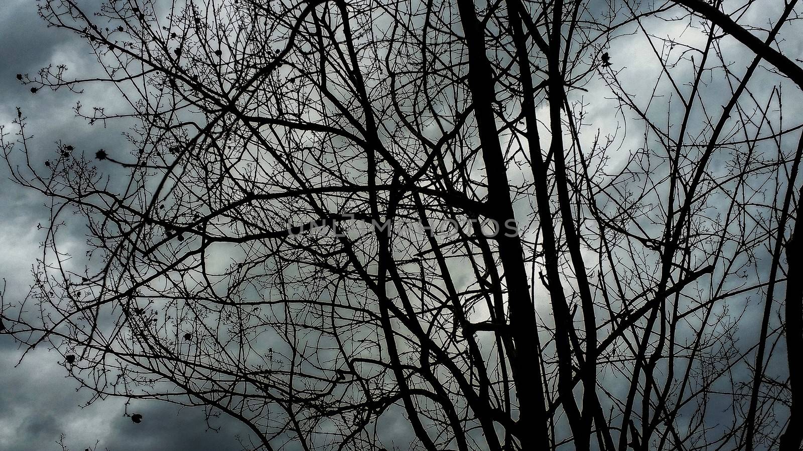 Bare branches under a cloudy sky by pippocarlot