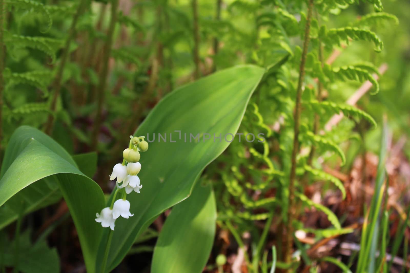 lily of the valley in the garden by martina_unbehauen