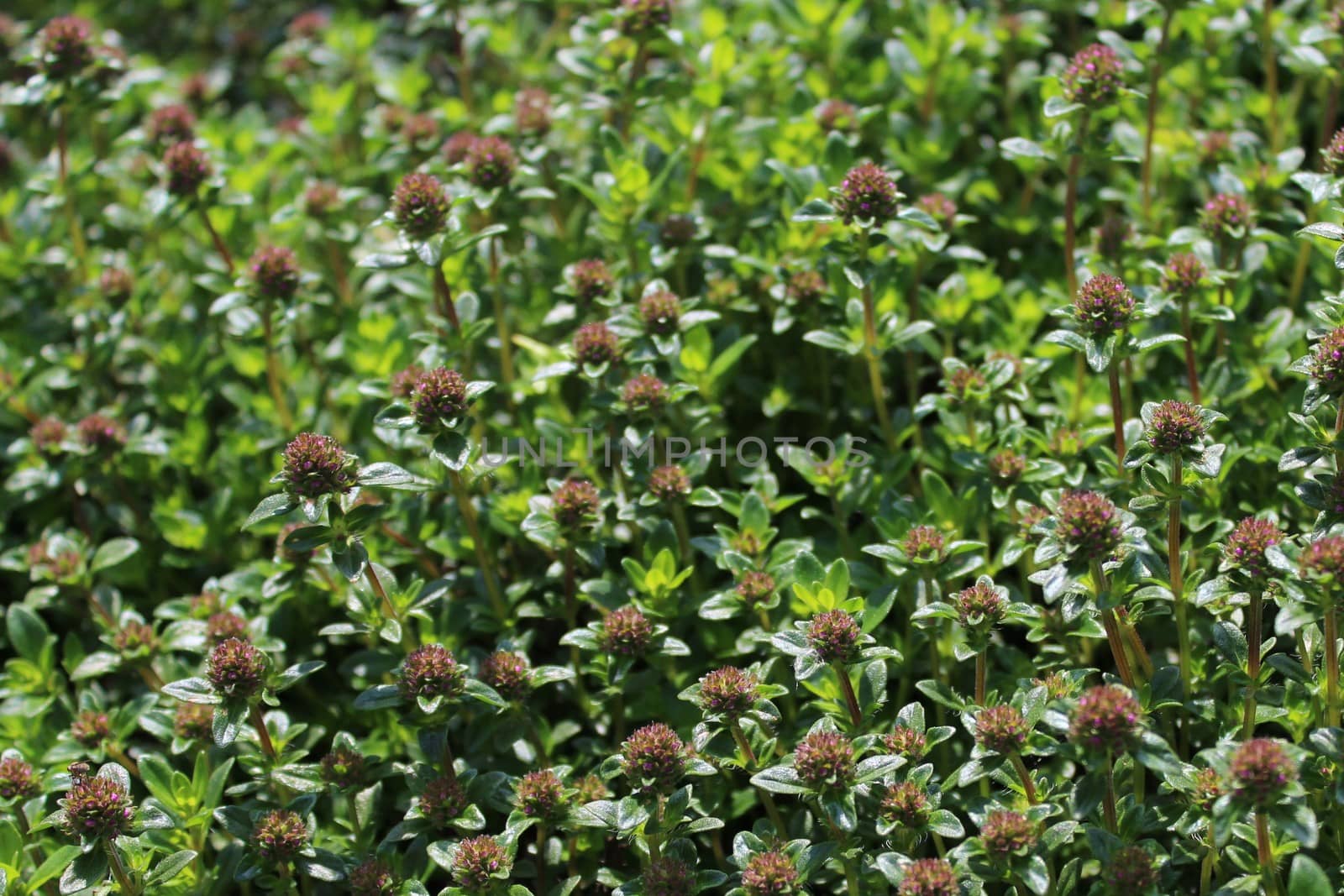 blossoming thyme in the garden by martina_unbehauen