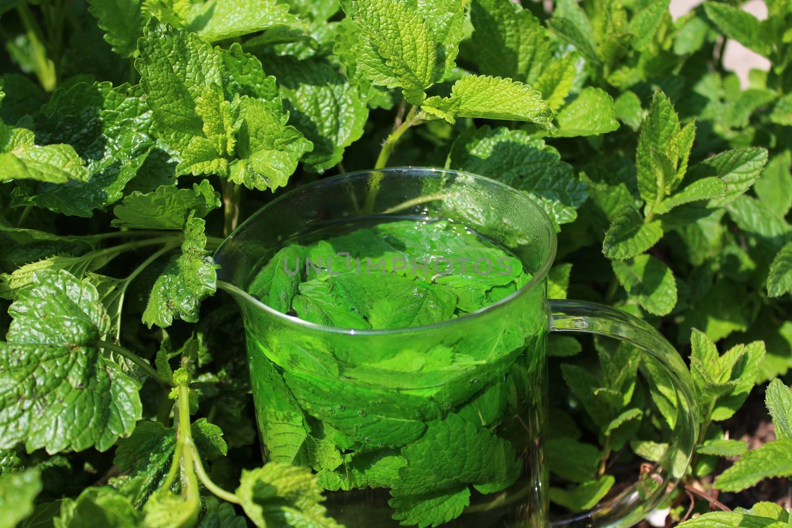 lemon balm in the garden by martina_unbehauen