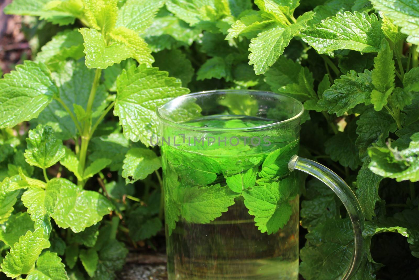 The picture shows lemon balm in the garden