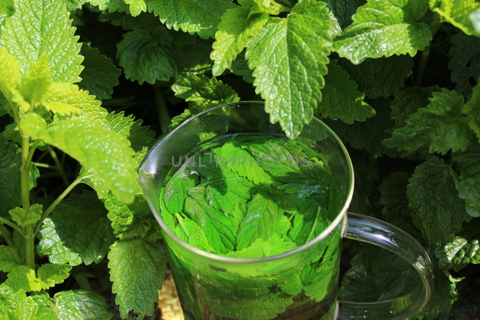 The picture shows lemon balm in the garden