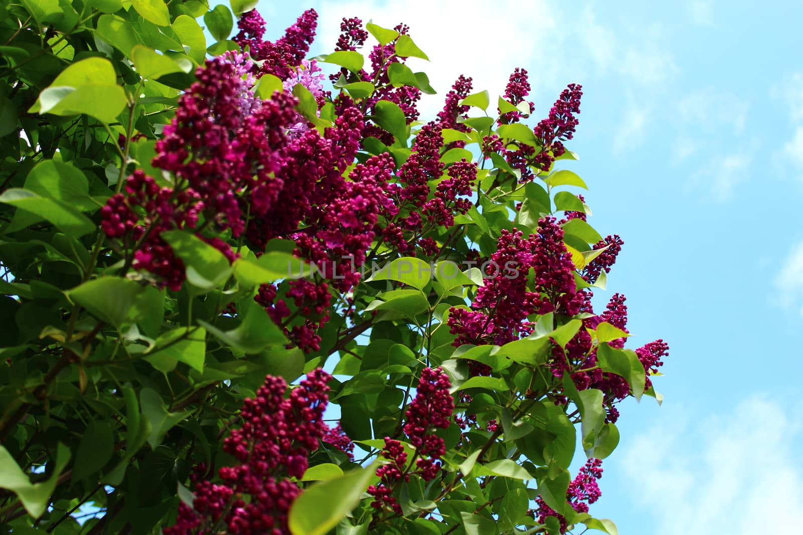 The picture shows beautiful lilac in the garden