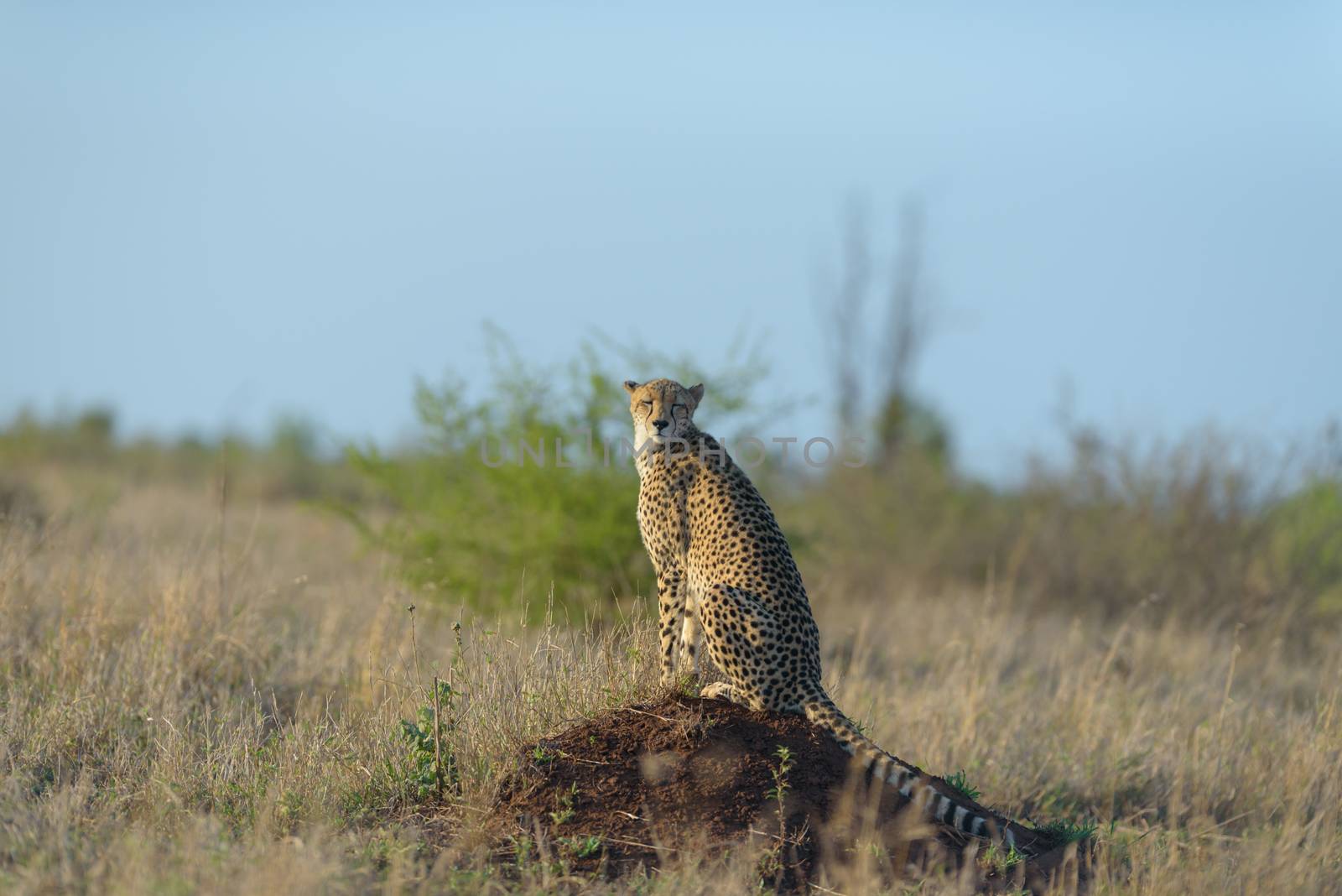 Cheetah portrait in the wilderness of Africa