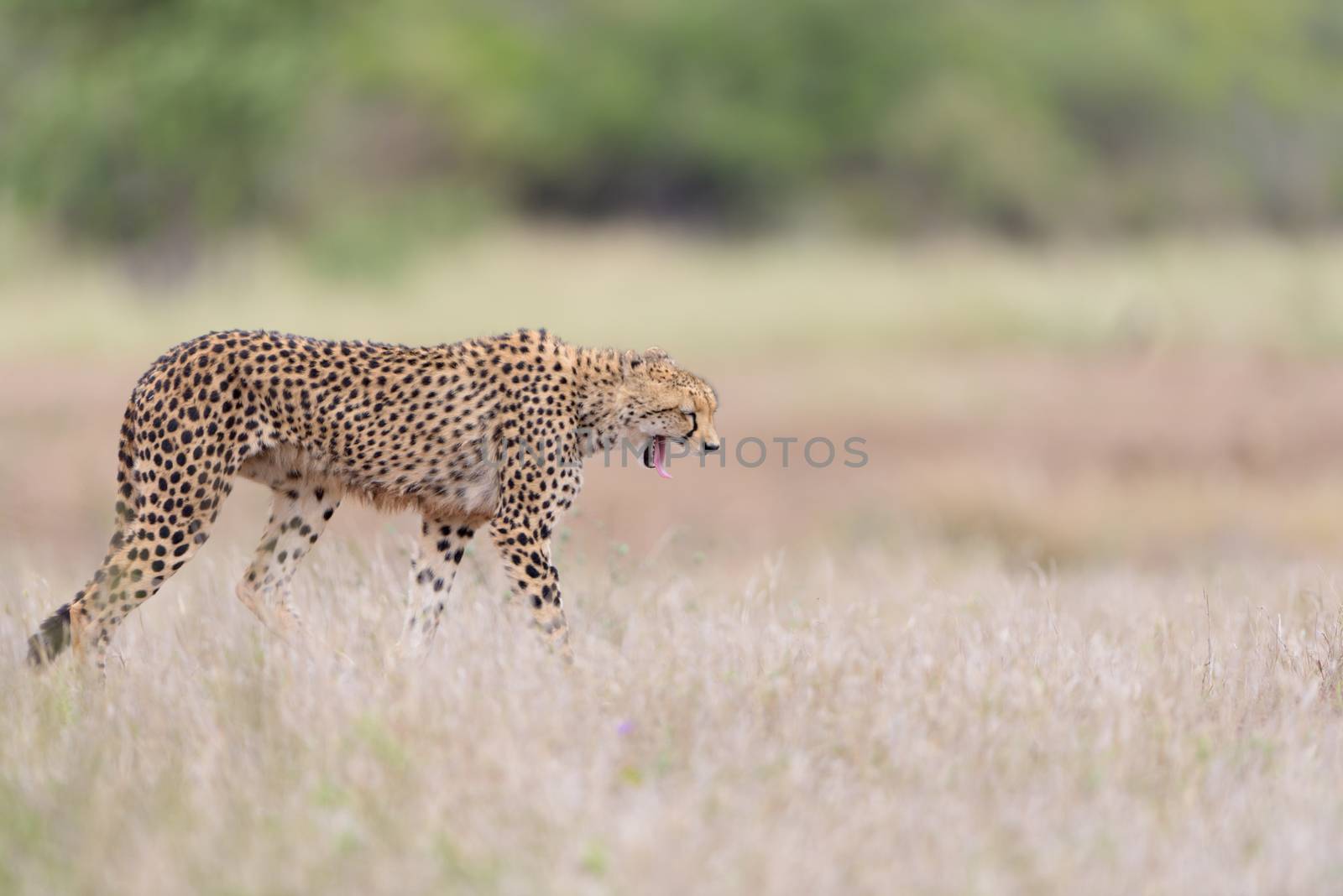 Cheetah portrait in the wilderness of Africa