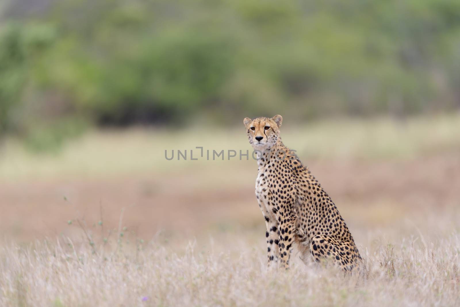 Cheetah portrait in the wilderness of Africa