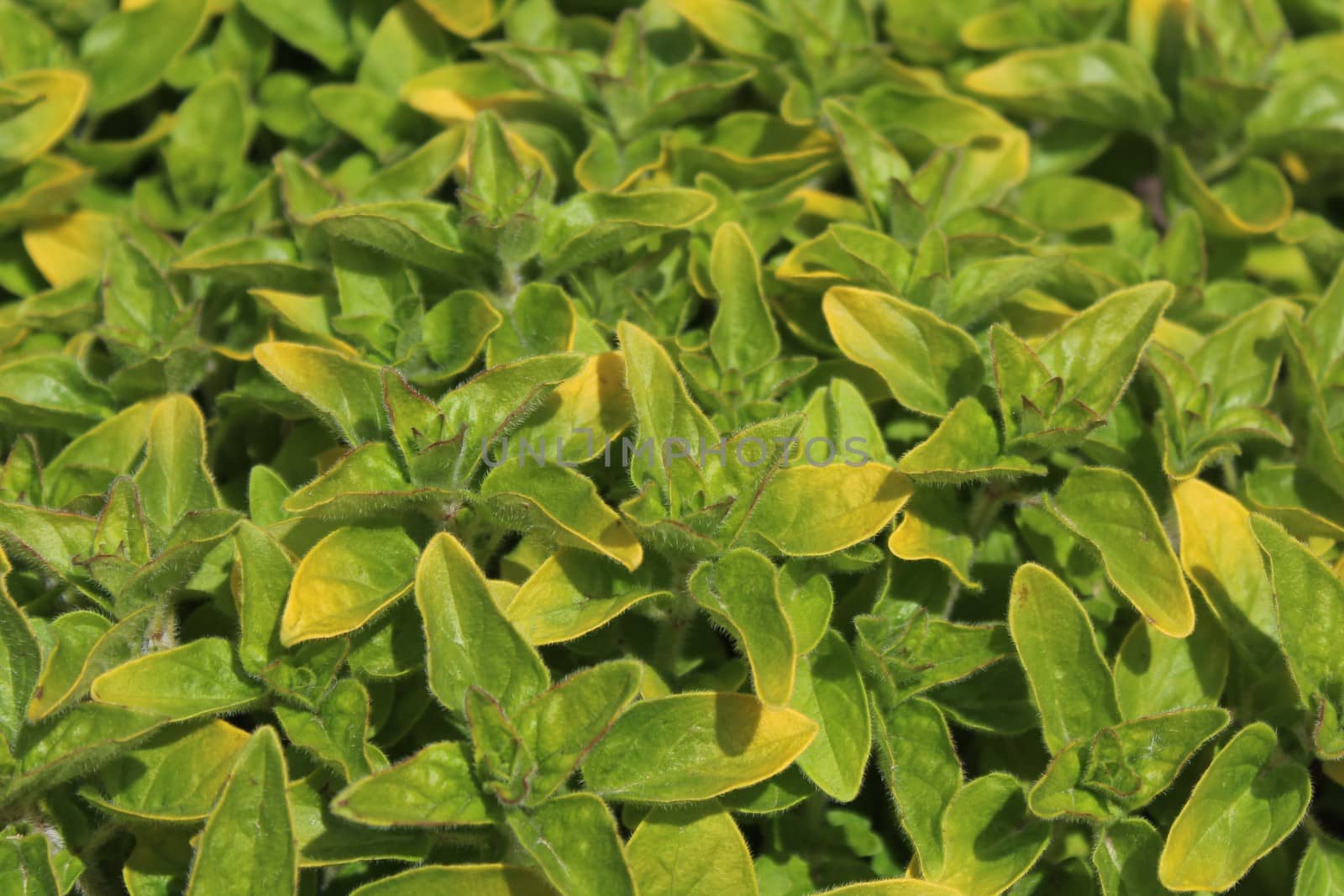 The picture shows an oregano field in the garden