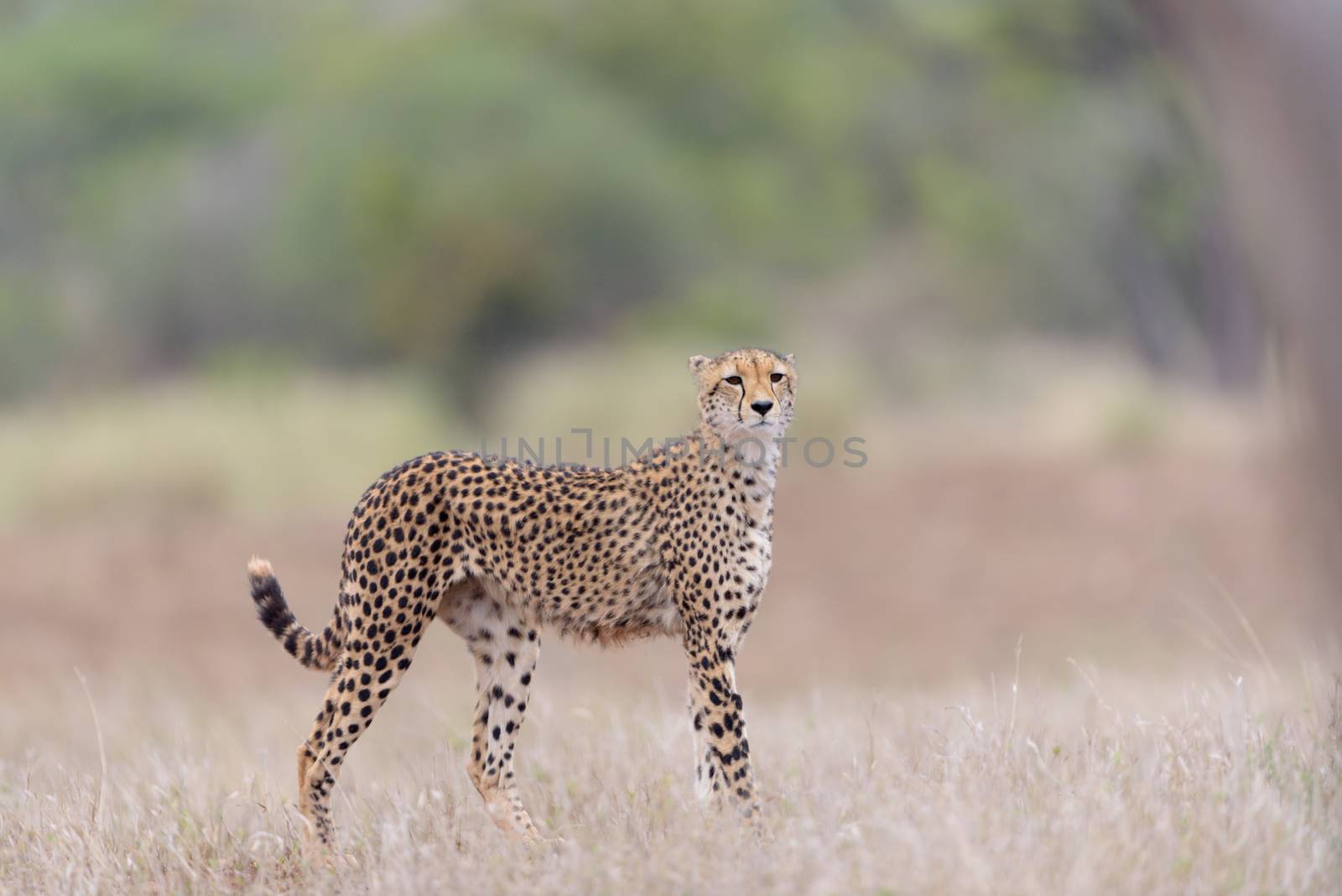 Cheetah portrait in the wilderness of Africa