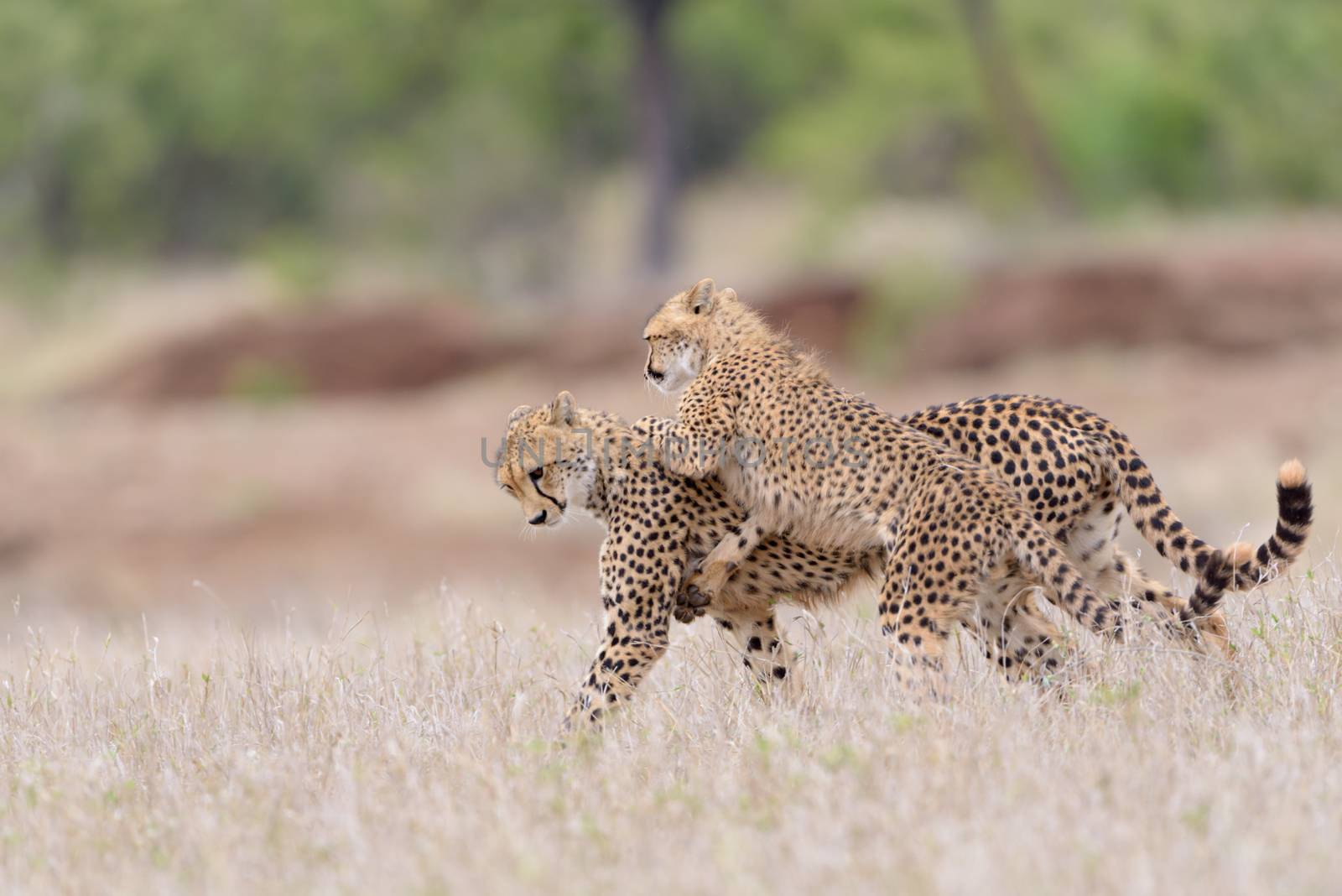 Cheetah cubs playing in the wilderness of Africa