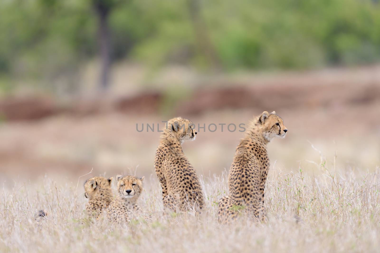 Cheetah family portrait by ozkanzozmen