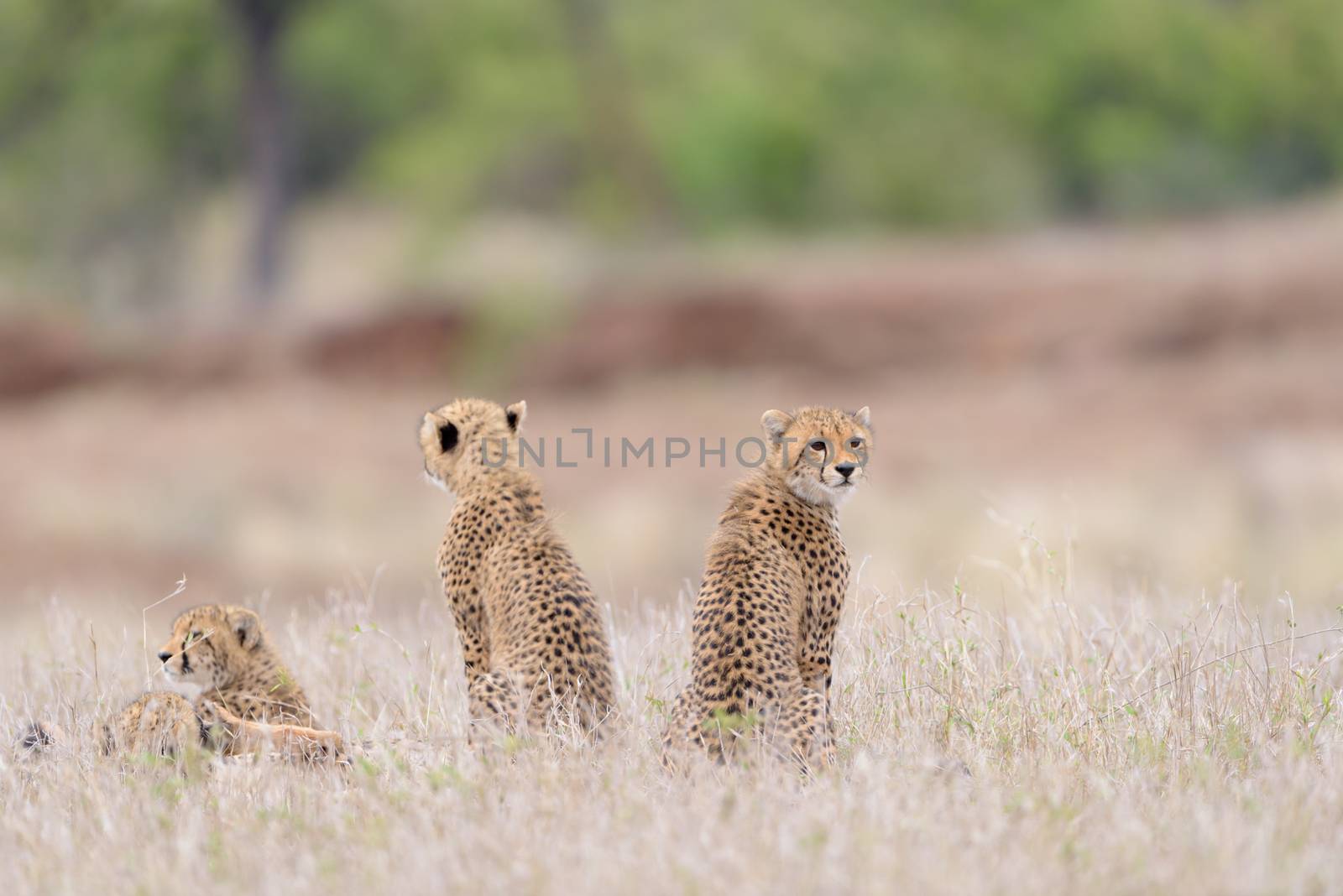 Cheetah family portrait in the wilderness of Africa