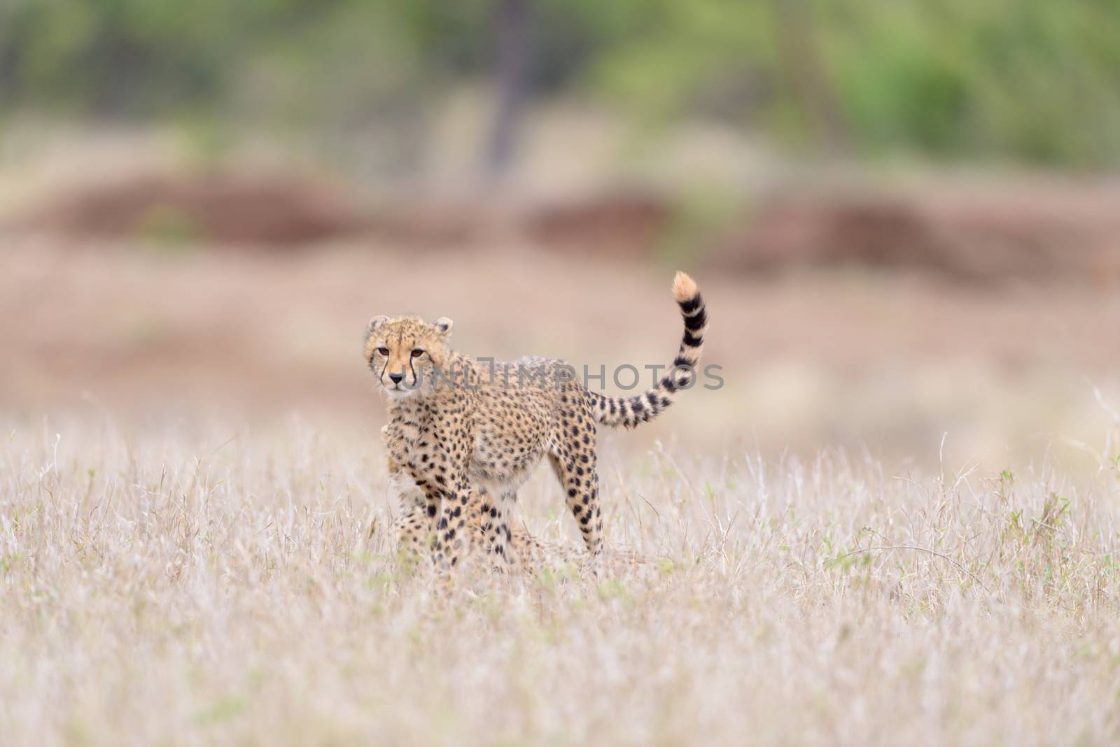 Cheetah portrait in the wilderness of Africa