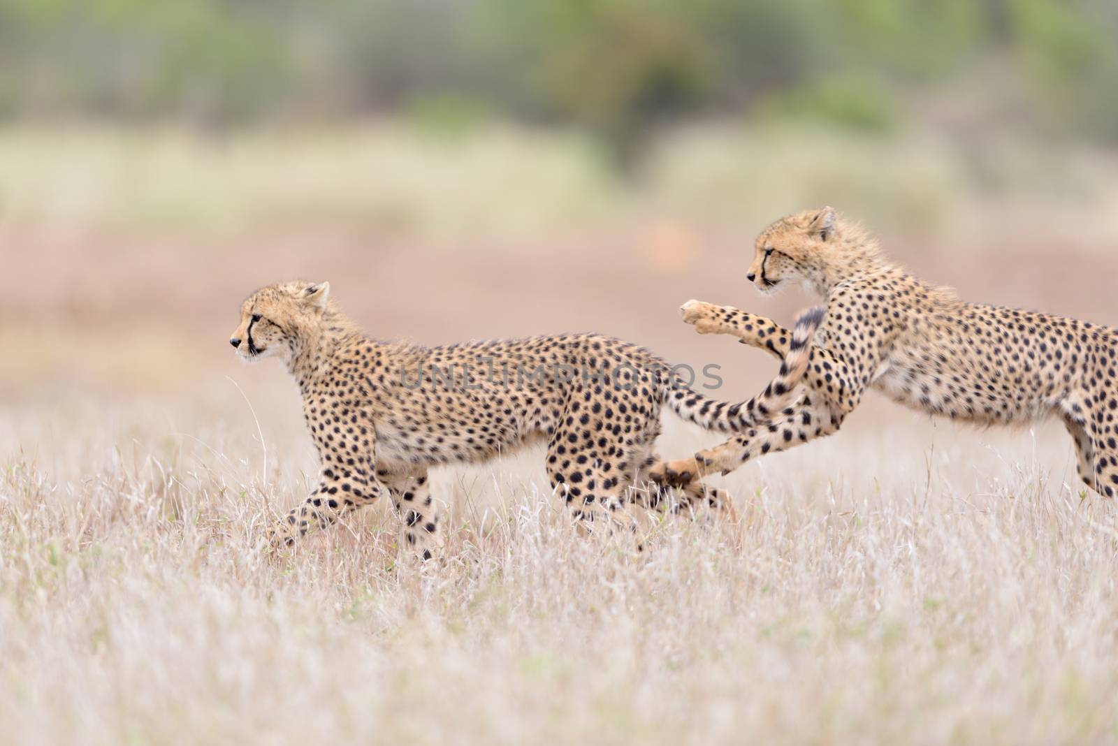 Cheetah cubs playing in the wilderness of Africa