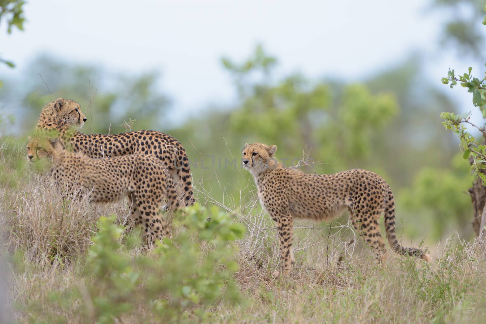 Cheetah family portrait in the wilderness of Africa