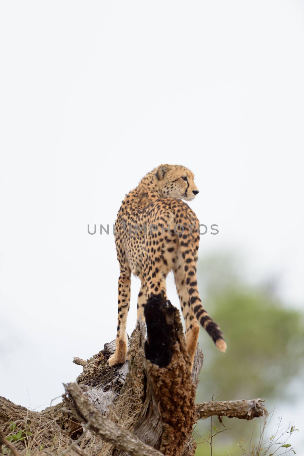 Cheetah portrait in the wilderness of Africa