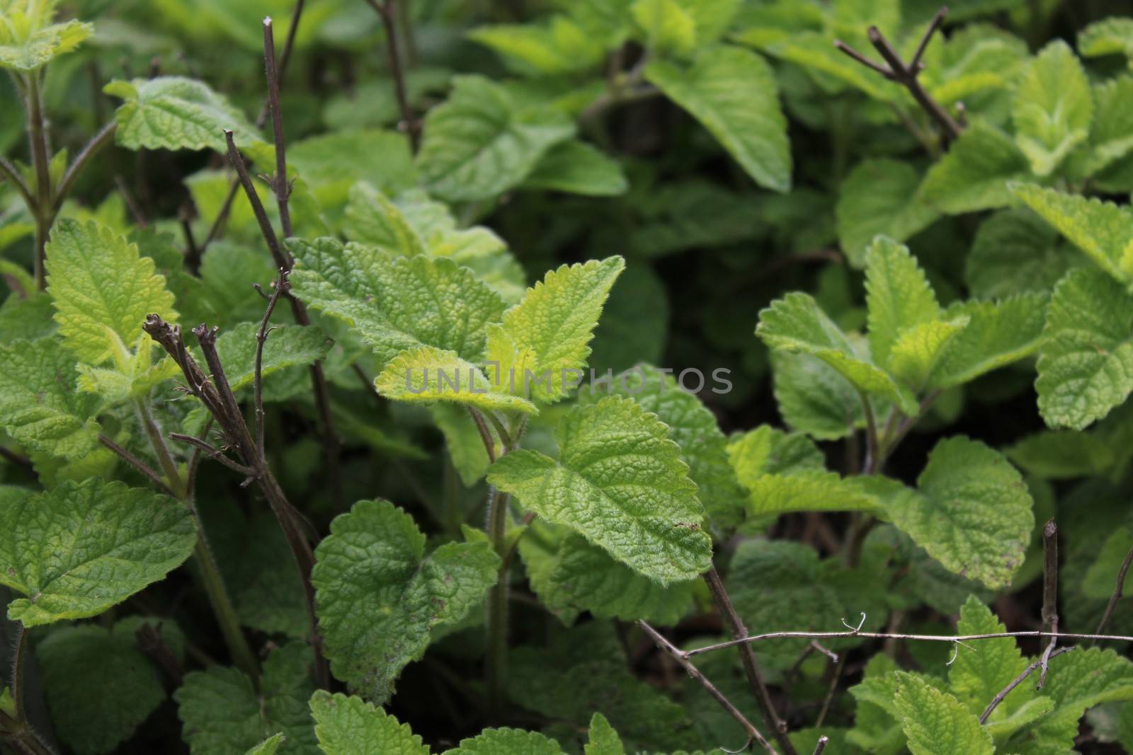 lemon balm in the garden by martina_unbehauen