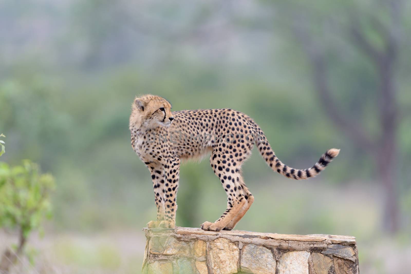 Cheetah portrait in the wilderness of Africa